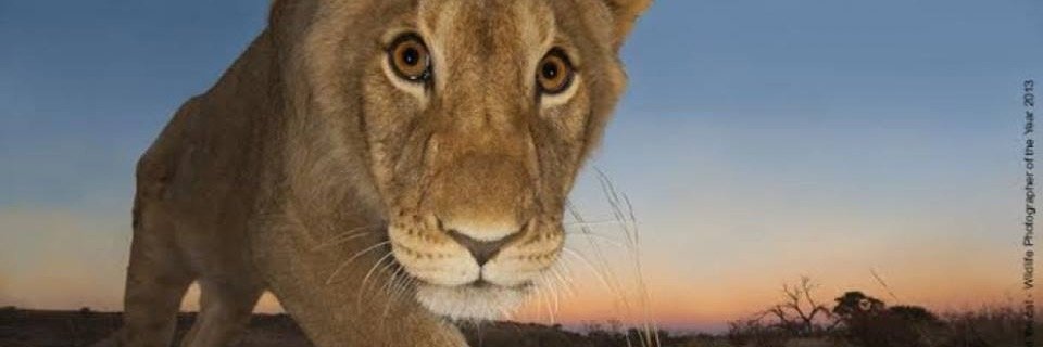 rosbono's profile banner image