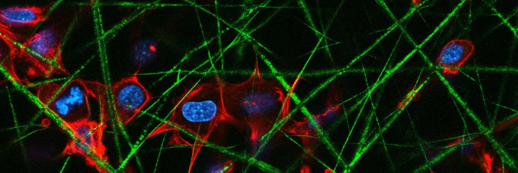 Wuertz_Lab's profile banner image