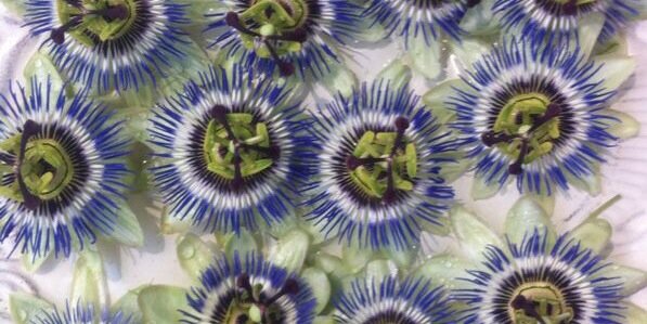 J. Swanenberg banner