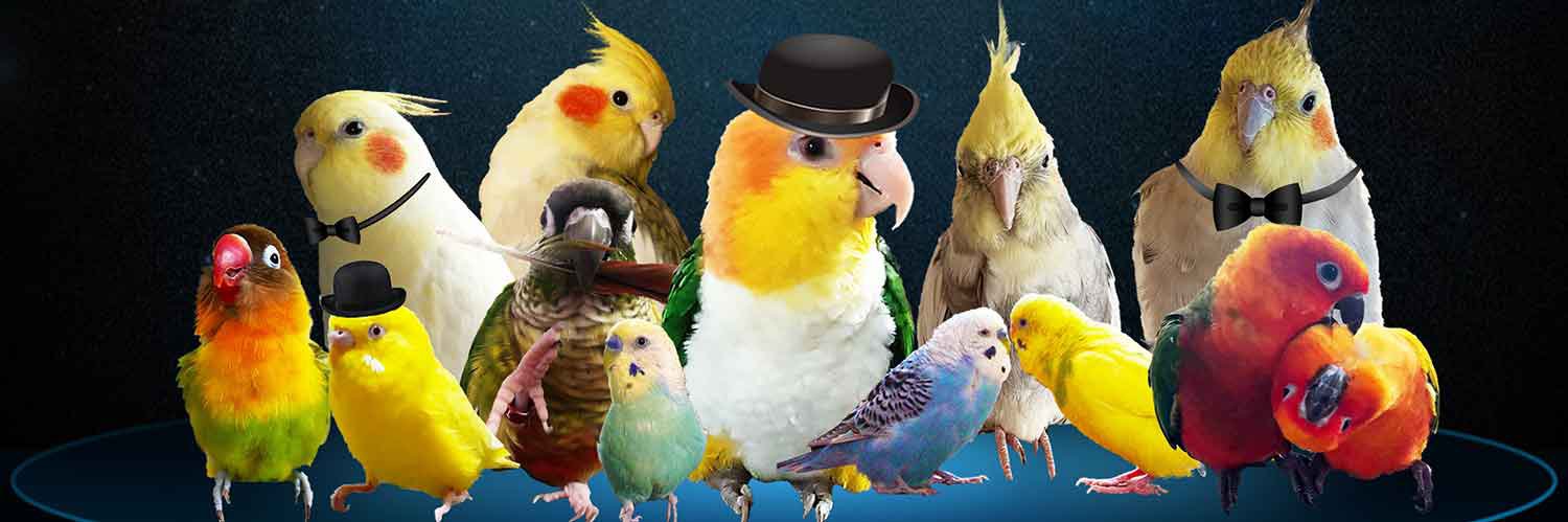 ふくぴぃ🐥 banner