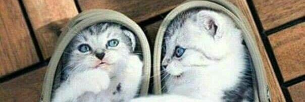 azar f. àvesta banner