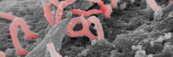 Stahelin_Lab Profile Banner