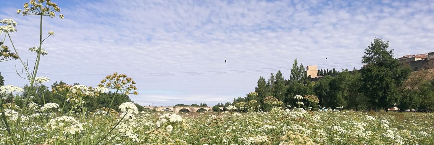 Guía local Ciudad Rodrigo banner