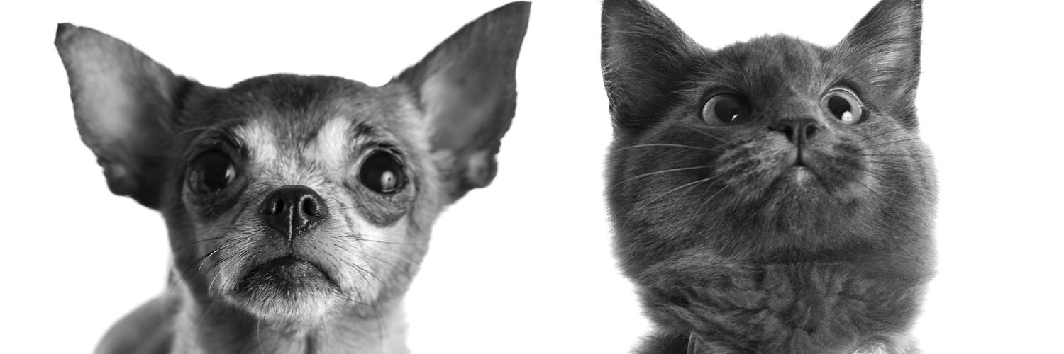 Jocysbitchass banner