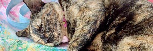 littleyinyinx Profile Banner