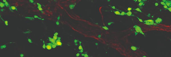 Doc_Bald Profile Banner