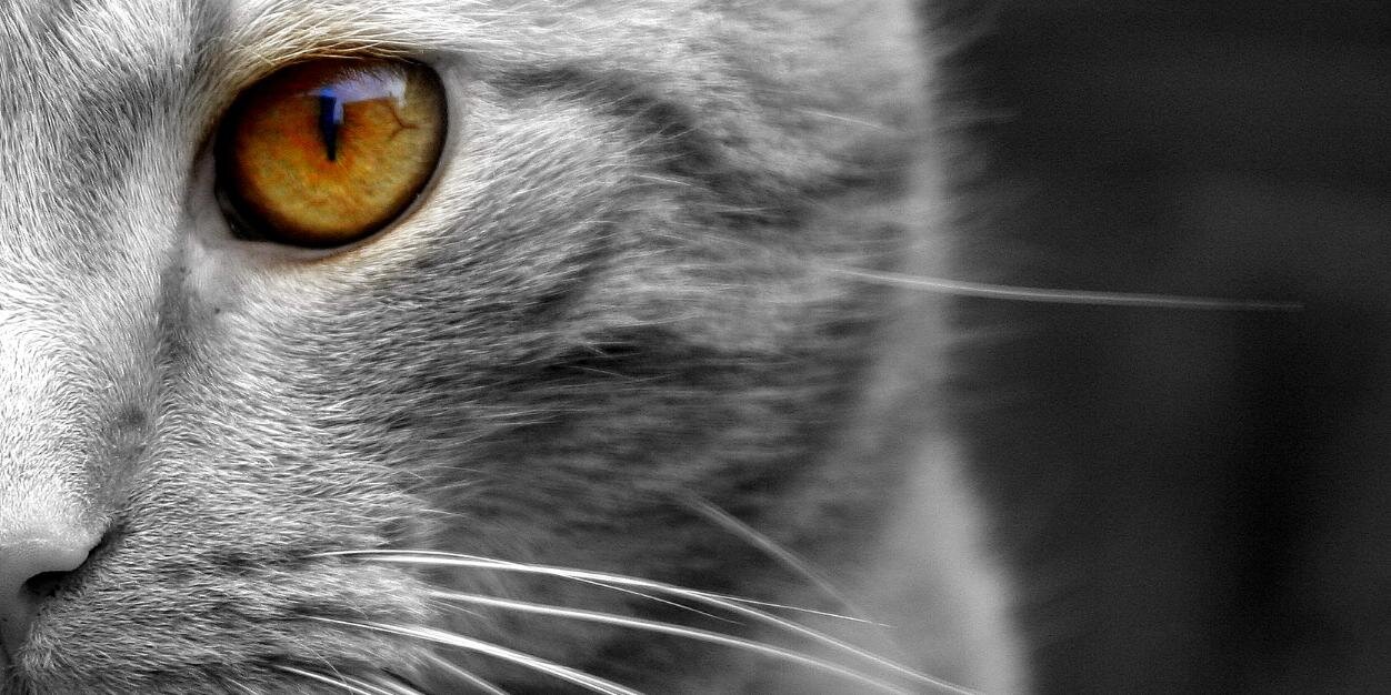langcatsam's profile banner image