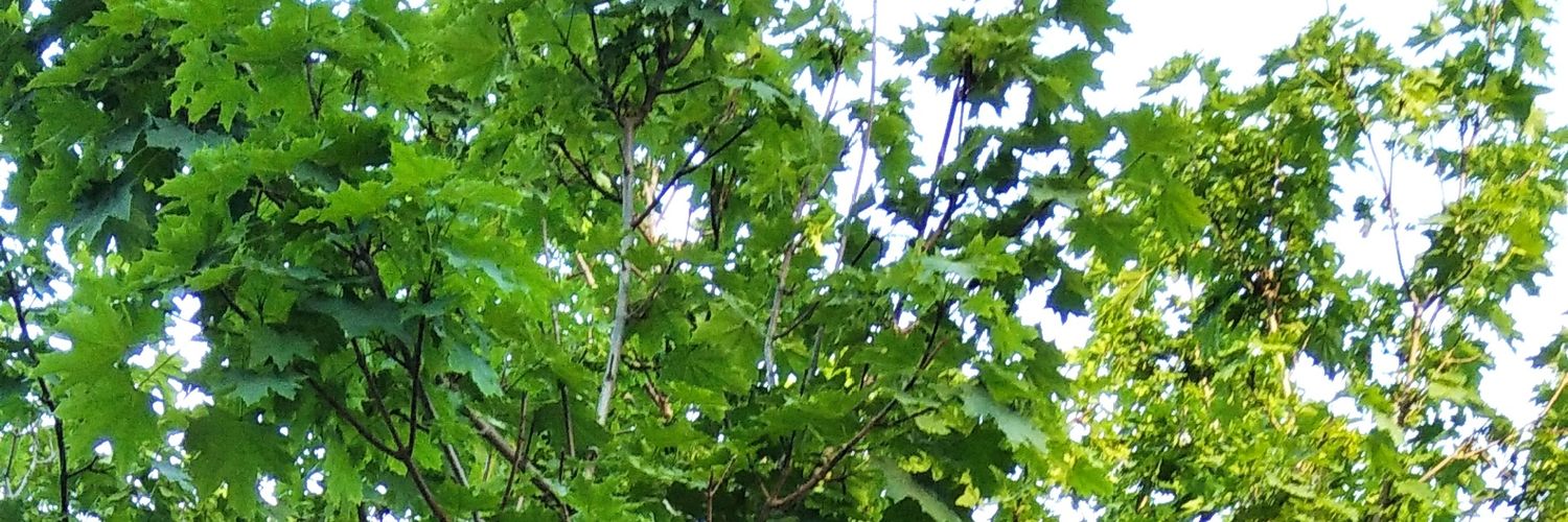 cotte16's profile banner image
