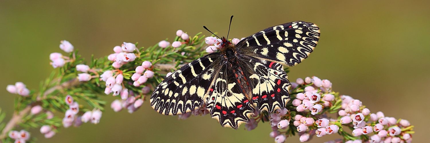 Hakan Yıldırım - Benimpencerem banner