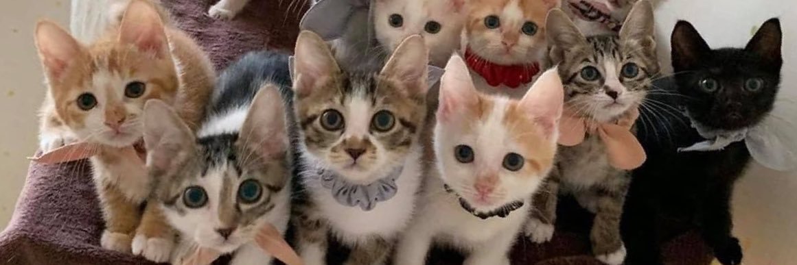 hayatbluth's profile banner image