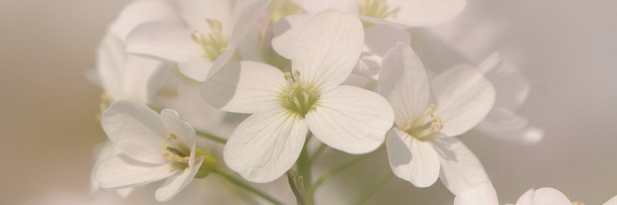 deopenlucht's profile banner image