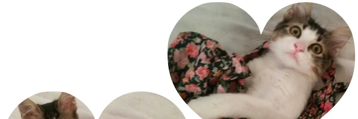 Renudv's profile banner image