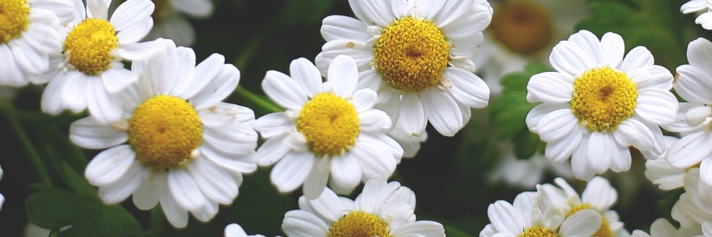aysedariserpen's profile banner image