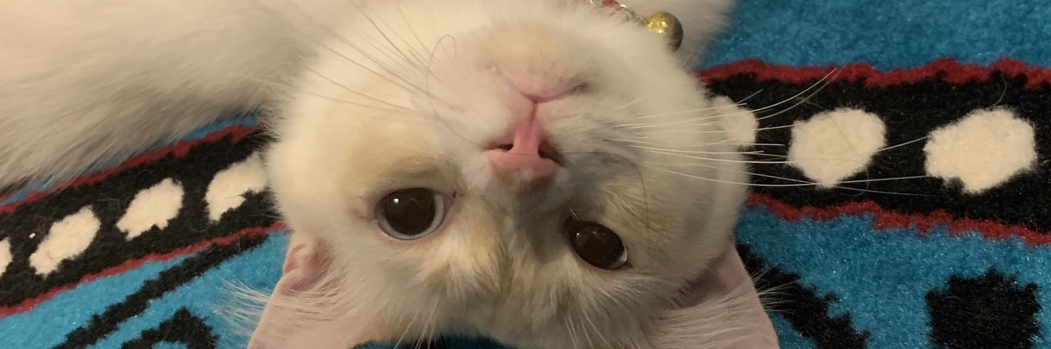 cicapandaa's profile banner image