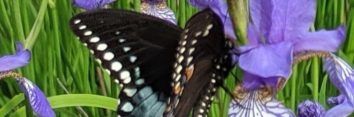TomDluzen's profile banner image
