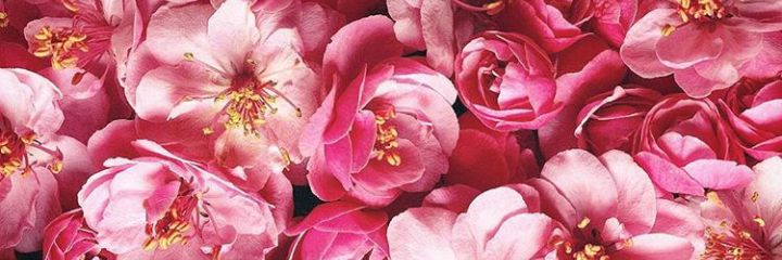 theladylairs's profile banner image