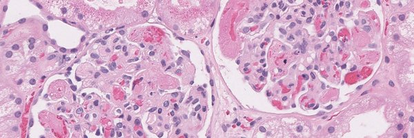 KidneyPath Profile Banner