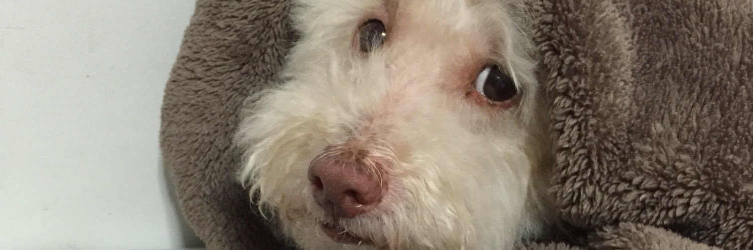 heyitsdanielas's profile banner image