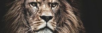 FilmForgeStudio's profile banner image