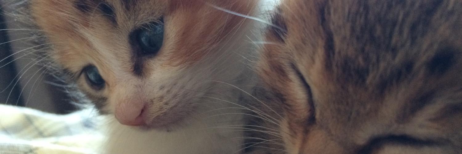 ryu17wtnb's profile banner image