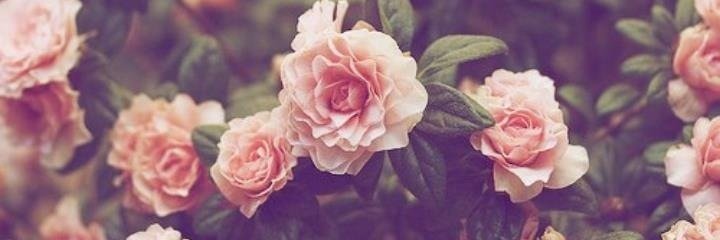 MerveMollaoglu's profile banner image