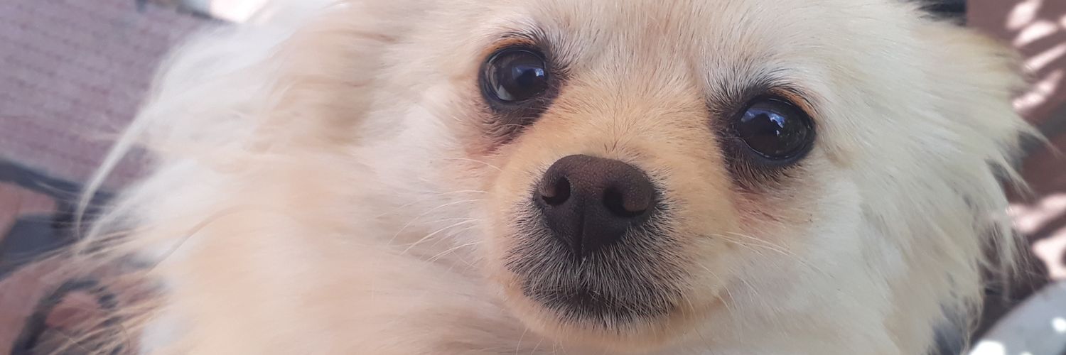 Elena Shehin. banner