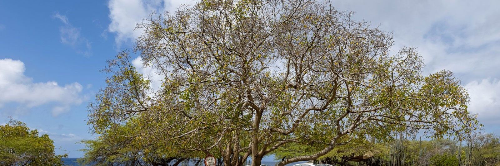 The Manchineel🇨🇭🇦🇷 banner