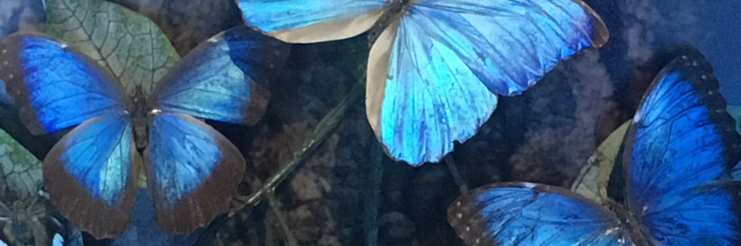 CynthiaFuentes_'s profile banner image