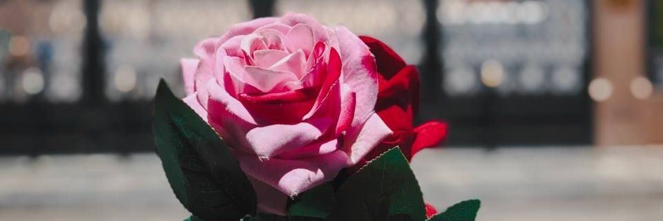 kawthar_96's profile banner image