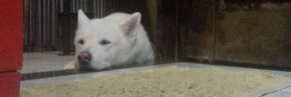 PVasconccelos's profile banner image