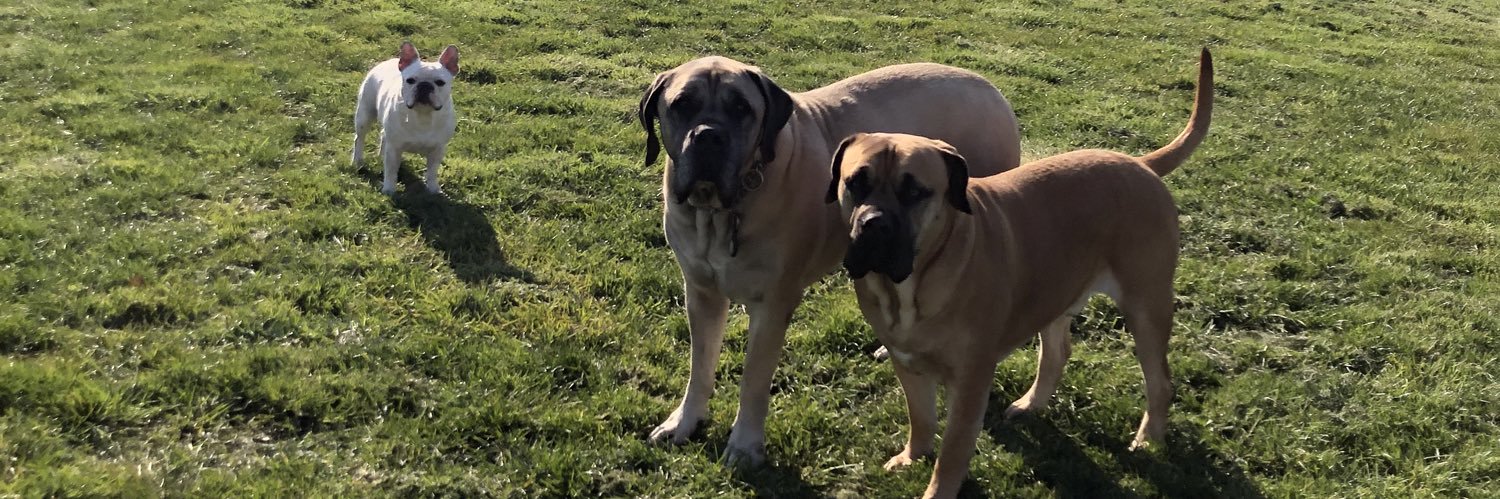 Moos, Pacho & Herman banner