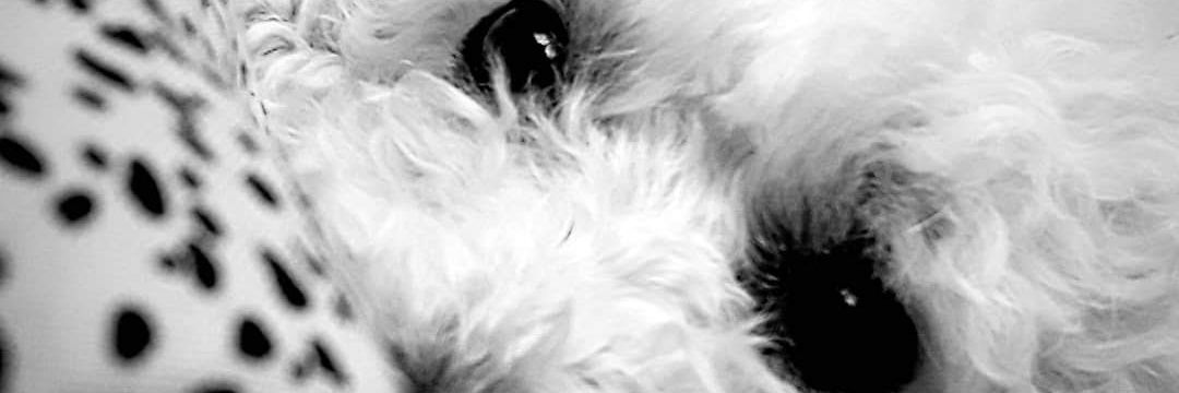 Cami_mendieta's profile banner image