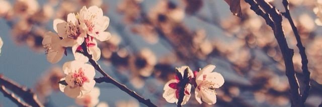 Helena 🌿 banner