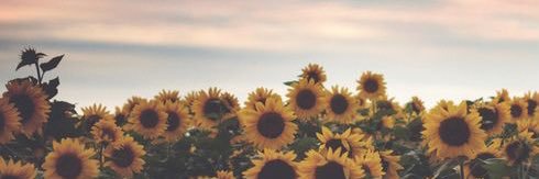 fiona ✨ banner