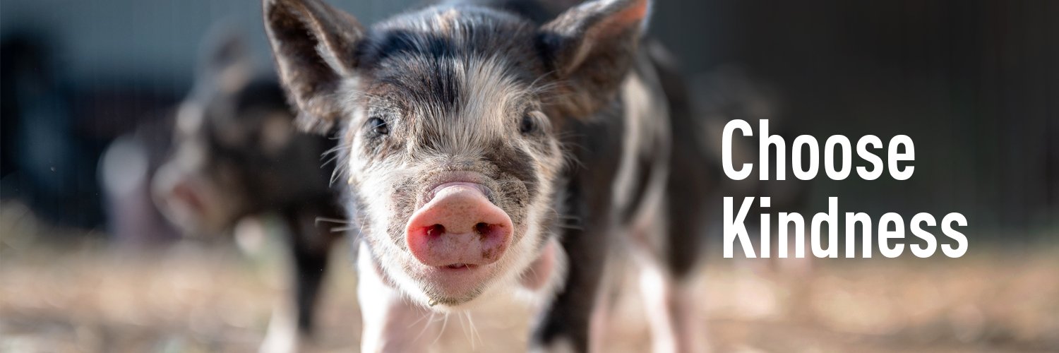 animal_equality's profile banner image