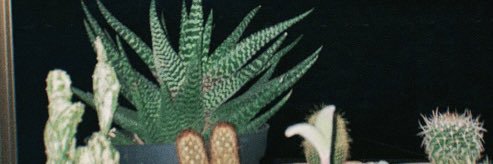 SenriMurayama's profile banner image