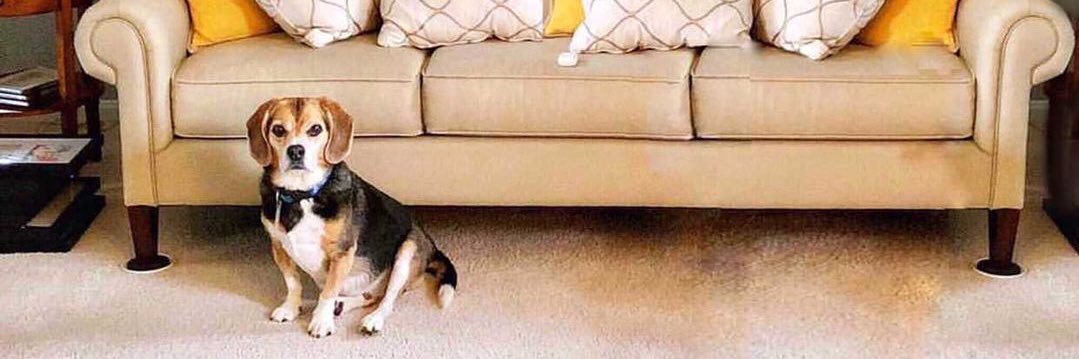 Nigel the Beagle 🌈 banner