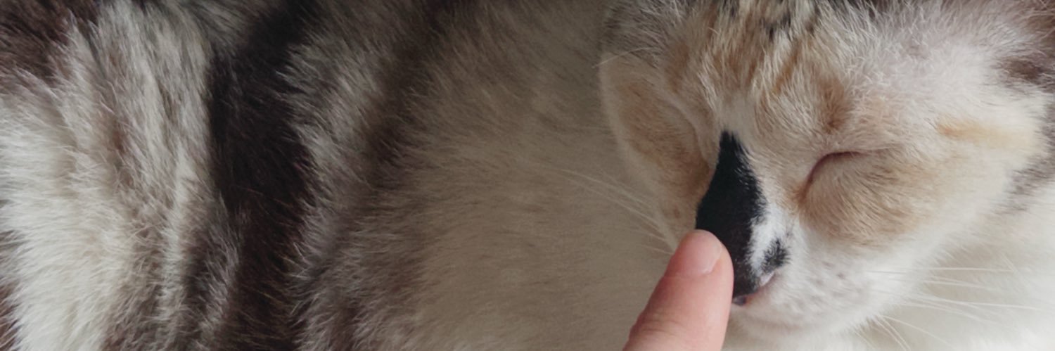 ninateixera's profile banner image
