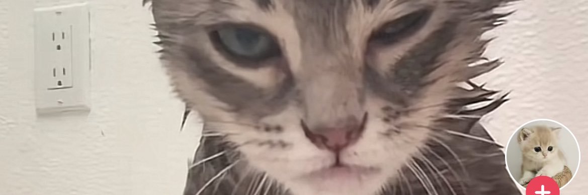 kittykat18928's profile banner image