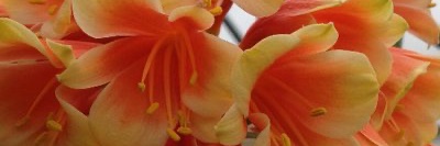 Jing Liang 🇺🇦 banner