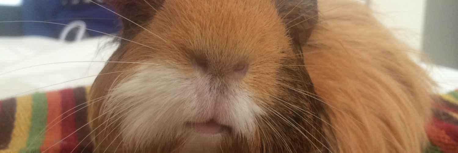 fiferz11's profile banner image