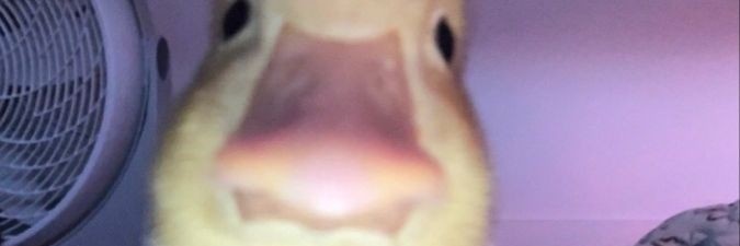 Jeff 🇪🇪 banner