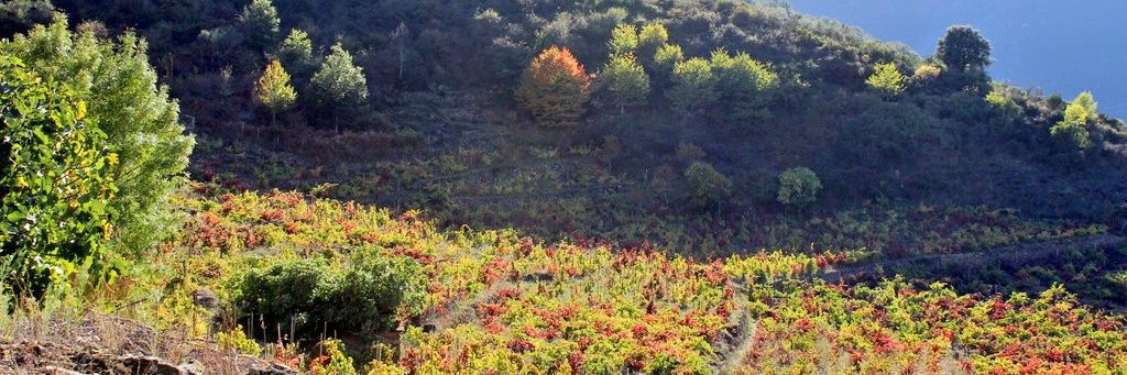 DATERRA VITICULTORES banner