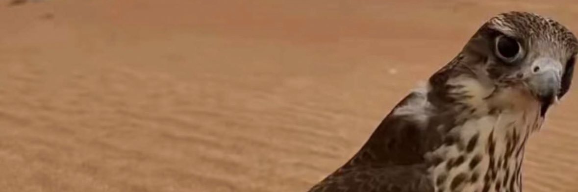 sltan24n's profile banner image