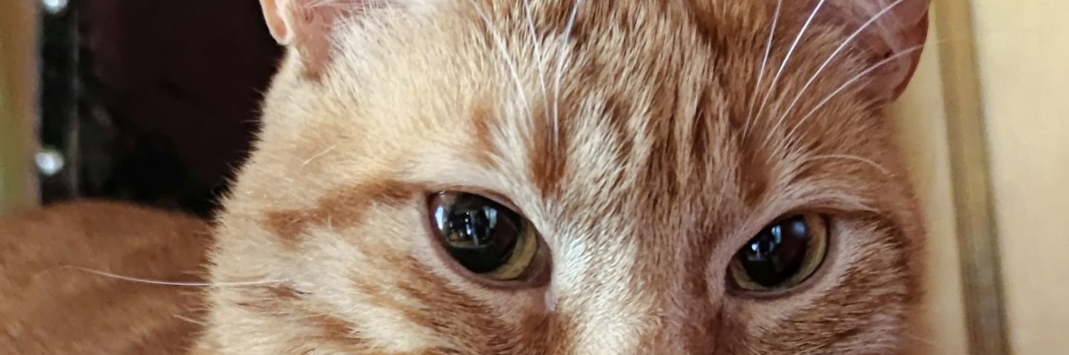 Yeennnnny's profile banner image