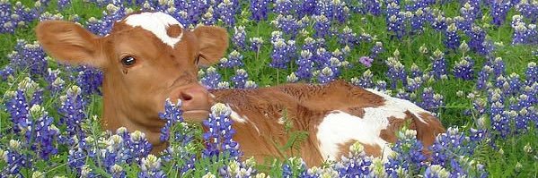 Ashley Guardado banner