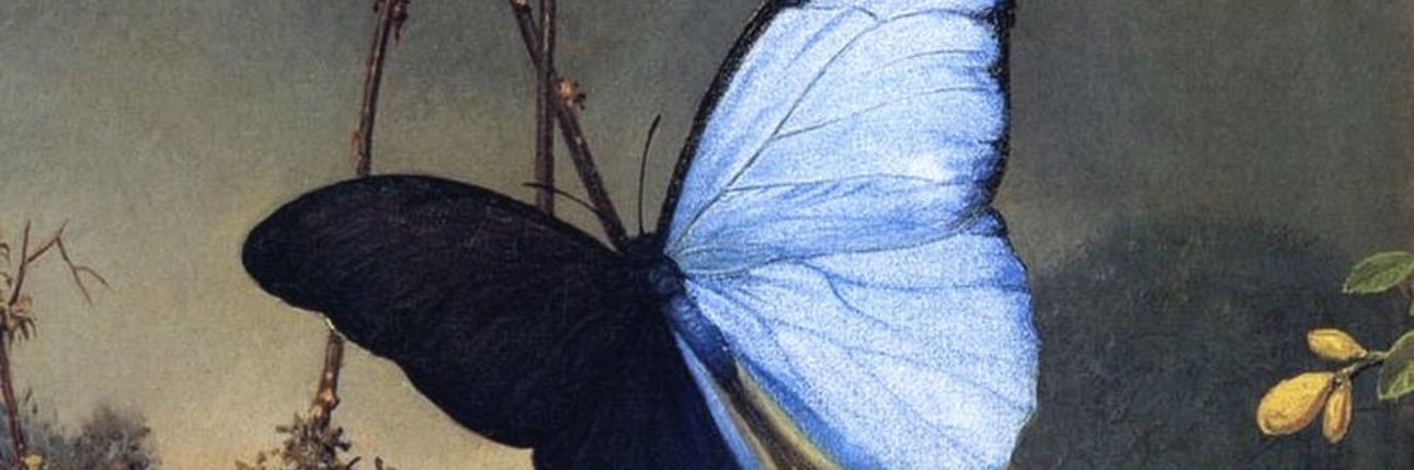 Rurubelle 🦋's banner