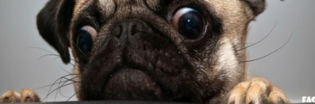 fassinime's profile banner image