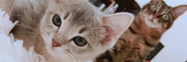 chiruru93 Profile Banner