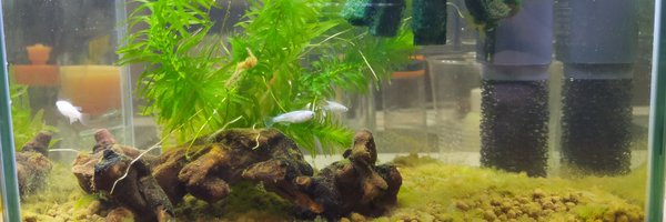 jicho_tomo Profile Banner